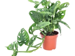GROW by OBI Lochpflanze Leichtlinii Topf Ø ca. 12 cm Monstera Adansonii< Töpfe