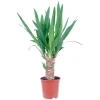 GROW by OBI Töpfe<Palmlilie 1er Stamm Topf Ø ca. 11 cm Yucca Elephantipes