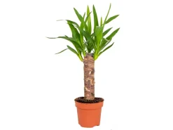 GROW by OBI Töpfe<Palmlilie 1er Stamm Topf Ø ca. 11 cm Yucca Elephantipes