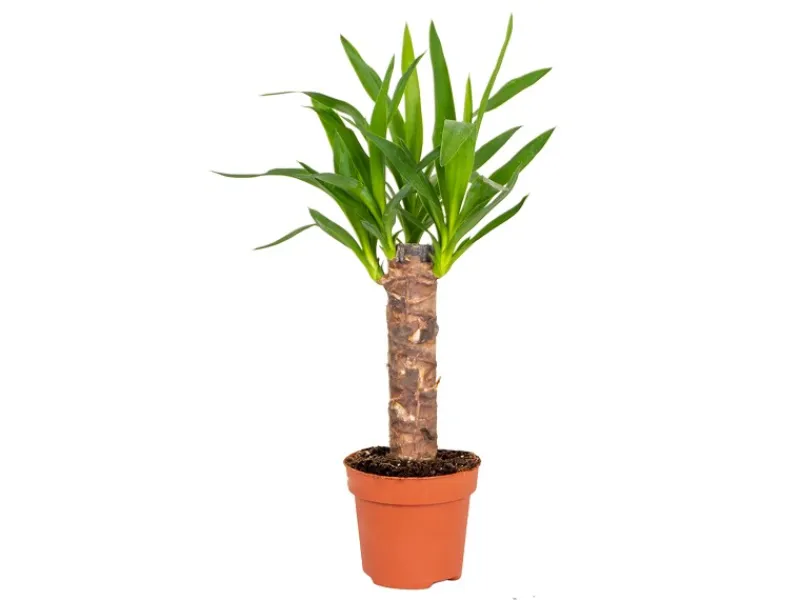 GROW by OBI Töpfe<Palmlilie 1er Stamm Topf Ø ca. 11 cm Yucca Elephantipes