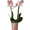 GROW by OBI Schmetterlingsorchidee Kolibri Rosa 35-40 cm Topf Ø 9cm Phalaenopsis