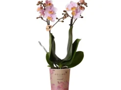 GROW by OBI Schmetterlingsorchidee Kolibri Rosa 35-40 cm Topf Ø 9cm Phalaenopsis