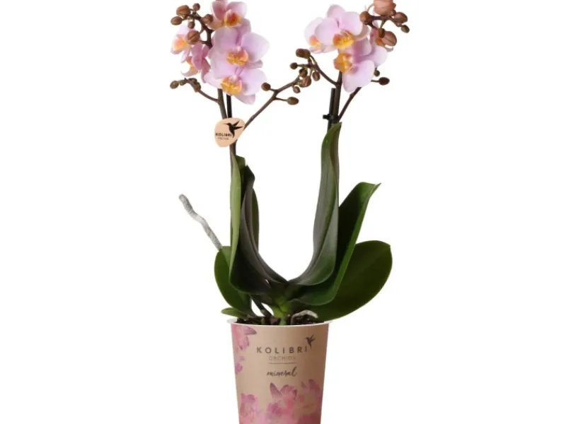 GROW by OBI Schmetterlingsorchidee Kolibri Rosa 35-40 cm Topf Ø 9cm Phalaenopsis
