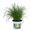 GROW by OBI Töpfe<Vitalfutter Katzengras Topf-Ø ca. 12 cm Cyperus alternifolius zumula