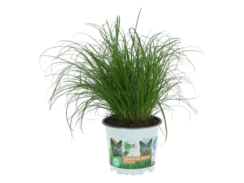 GROW by OBI Töpfe<Vitalfutter Katzengras Topf-Ø ca. 12 cm Cyperus alternifolius zumula