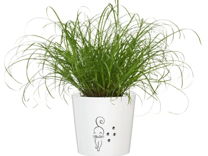 GROW by OBI Töpfe<Vitalfutter Katzengras Topf-Ø ca. 12 cm Cyperus alternifolius zumula