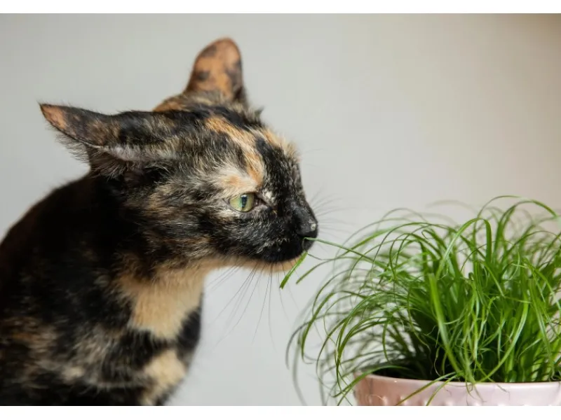 GROW by OBI Töpfe<Vitalfutter Katzengras Topf-Ø ca. 12 cm Cyperus alternifolius zumula