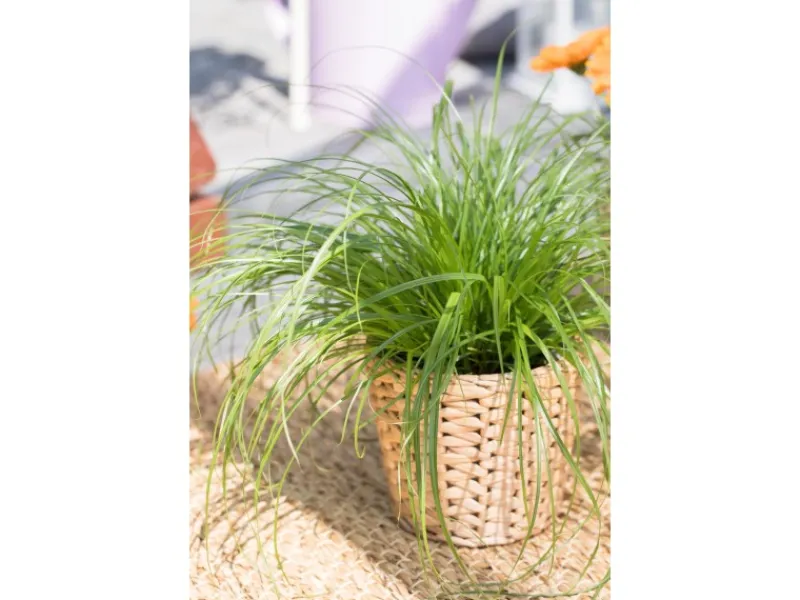 GROW by OBI Töpfe<Vitalfutter Katzengras Topf-Ø ca. 12 cm Cyperus alternifolius zumula