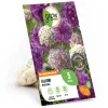 Clearance GROW by OBI Zierlauch Purple Sensation Mischung 5 Stück Allium