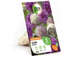 Clearance GROW by OBI Zierlauch Purple Sensation Mischung 5 Stück Allium