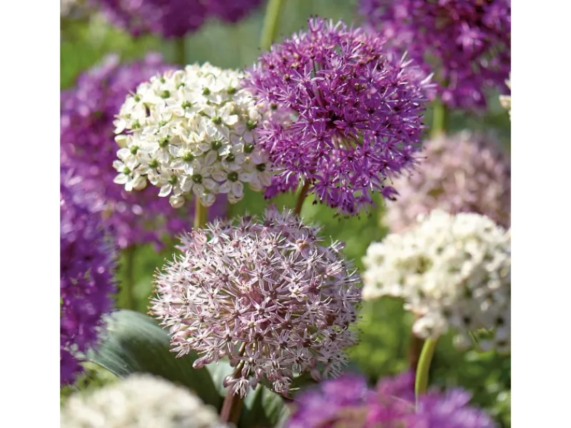 Clearance GROW by OBI Zierlauch Purple Sensation Mischung 5 Stück Allium