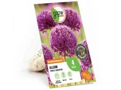 GROW by OBI Töpfe<Zierlauch Purple Sensation 4 Stück Allium aflatunense Allium