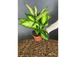 GROW by OBI GROW Dieffenbachie 