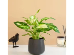 GROW by OBI GROW Dieffenbachie 