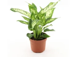 Sale GROW by OBI GROW Dieffenbachie "Compacta" Höhe ca. 35 cm Topf-Ø 12 cm Dieffenbachia maculata