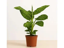 GROW by OBI Töpfe<GROW Dieffenbachie "Reflector" Höhe ca. 50 - 55 cm Topf-Ø 17 cm Dieffenbachia