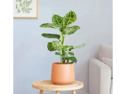 GROW by OBI Töpfe<GROW Dieffenbachie "Reflector" Höhe ca. 50 - 55 cm Topf-Ø 17 cm Dieffenbachia