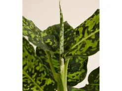 GROW by OBI Töpfe<GROW Dieffenbachie "Reflector" Höhe ca. 50 - 55 cm Topf-Ø 17 cm Dieffenbachia