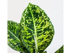 GROW by OBI Töpfe<GROW Dieffenbachie "Reflector" Höhe ca. 50 - 55 cm Topf-Ø 17 cm Dieffenbachia