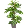 GROW by OBI Töpfe<GROW Fensterblatt am Moosstab Höhe ca. 80 cm Topf-Ø ca. 19 cm Monstera Minima