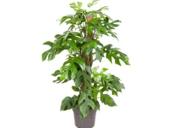 GROW by OBI Töpfe<GROW Fensterblatt am Moosstab Höhe ca. 80 cm Topf-Ø ca. 19 cm Monstera Minima