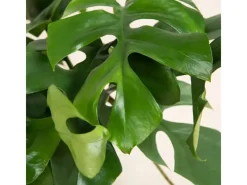 GROW by OBI Töpfe<GROW Fensterblatt am Moosstab Höhe ca. 80 cm Topf-Ø ca. 19 cm Monstera Minima