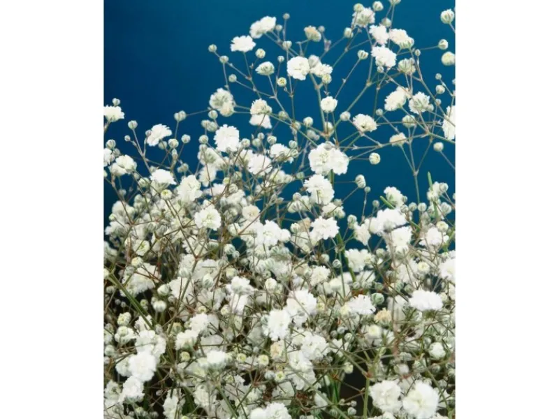 Töpfe<Gypsophila Paniculata Bristol Fairy Schleierkraut Ca. 11x11 cm Topf