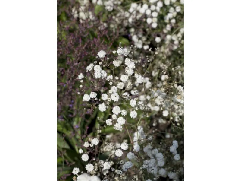 Töpfe<Gypsophila Paniculata Bristol Fairy Schleierkraut Ca. 11x11 cm Topf