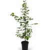 Online Hainbuche Set à 50 Stück Höhe ca. 80 - 100 cm Topf ca. 3 l Carpinus betulus
