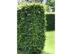 Online Hainbuche Set à 50 Stück Höhe ca. 80 - 100 cm Topf ca. 3 l Carpinus betulus