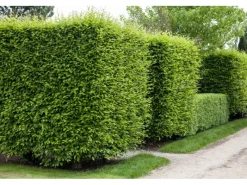 Online Hainbuche Set à 50 Stück Höhe ca. 80 - 100 cm Topf ca. 3 l Carpinus betulus