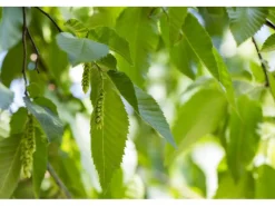 Online Hainbuche Set à 50 Stück Höhe ca. 80 - 100 cm Topf ca. 3 l Carpinus betulus