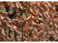 Online Hainbuche Set à 50 Stück Höhe ca. 80 - 100 cm Topf ca. 3 l Carpinus betulus