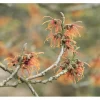 Hamamelis Intermedia Jelena Zaubernuss Kupferorange Ca. 12 cm Topf< Töpfe