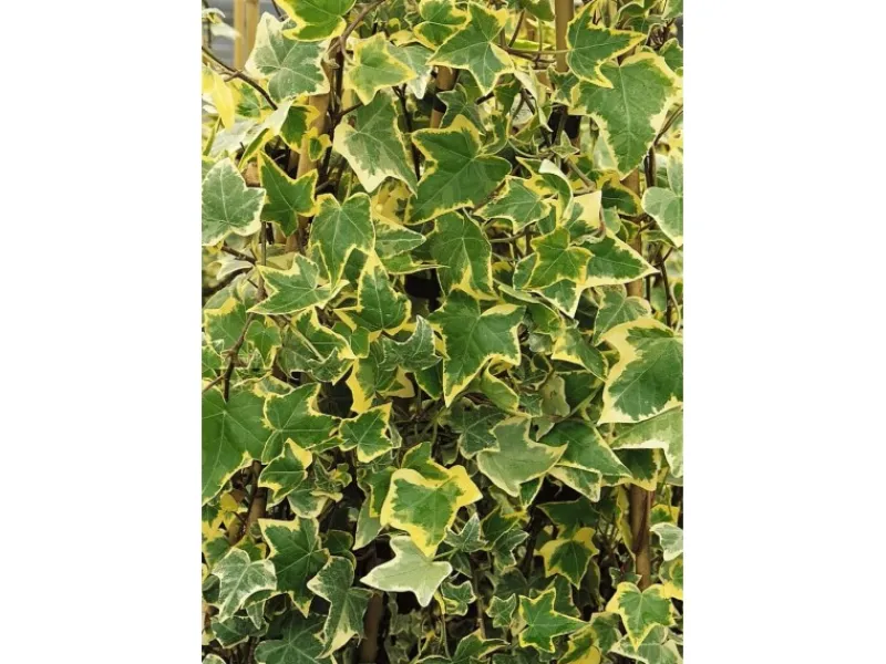 Töpfe<Hedera Helix Goldchild Efeu Gelb-Grün Ca. 9x9 cm Topf