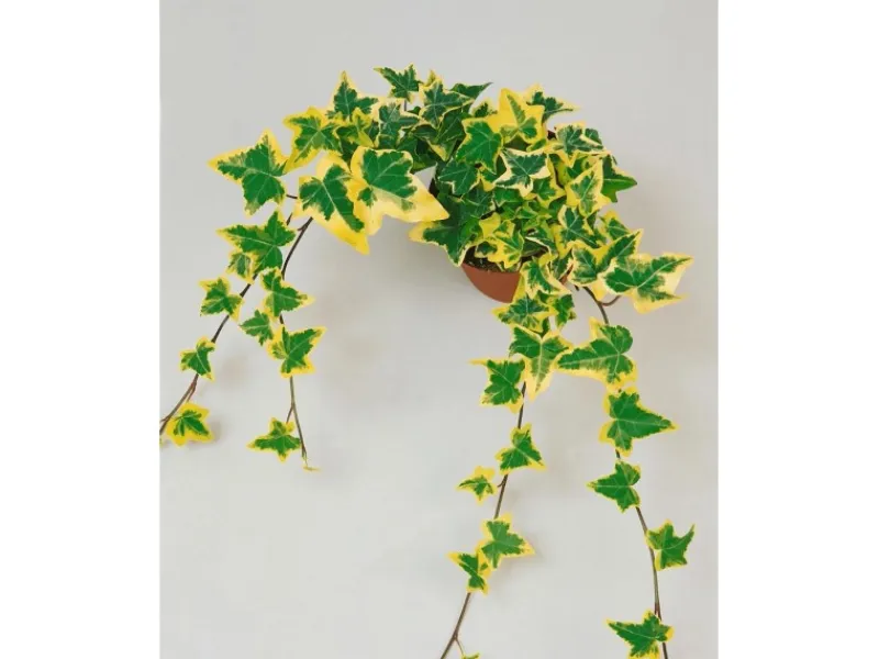 Töpfe<Hedera Helix Goldchild Efeu Gelb-Grün Ca. 9x9 cm Topf