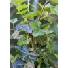 Online Hedera Helix Hibernica Irischer Efeu Immergrün Ca. 9x9 cm Topf