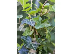 Online Hedera Helix Hibernica Irischer Efeu Immergrün Ca. 9x9 cm Topf