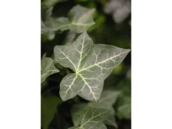 Online Hedera Helix Hibernica Irischer Efeu Immergrün Ca. 9x9 cm Topf
