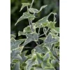 Töpfe<Hedera Helix Little Diamond Efeu Grün-Weiß Ca. 9x9 cm Topf
