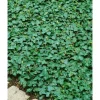 Töpfe<Hedera Helix Plattensee Efeu Immergrün Ca. 9x9 cm Topf