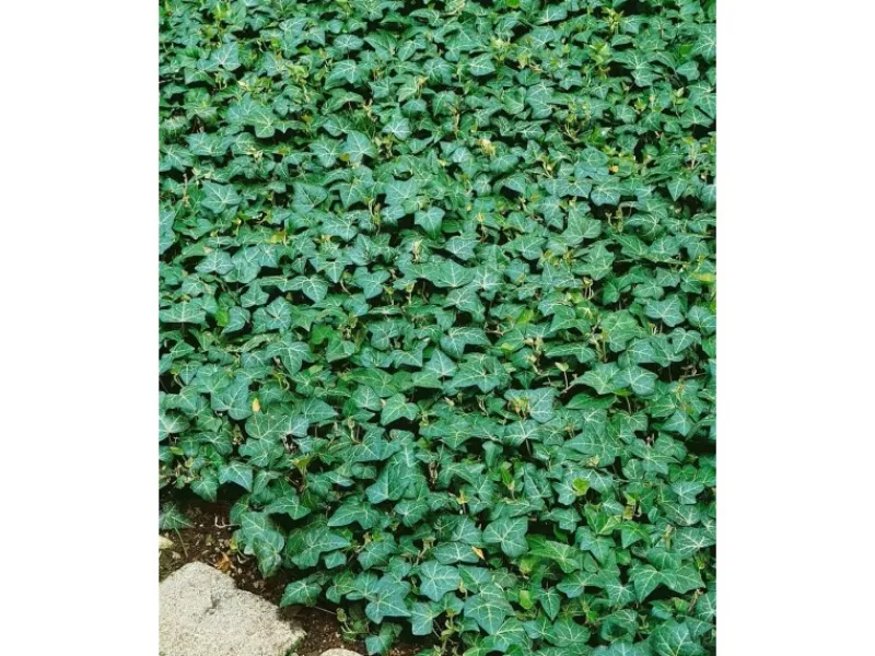 Töpfe<Hedera Helix Plattensee Efeu Immergrün Ca. 9x9 cm Topf