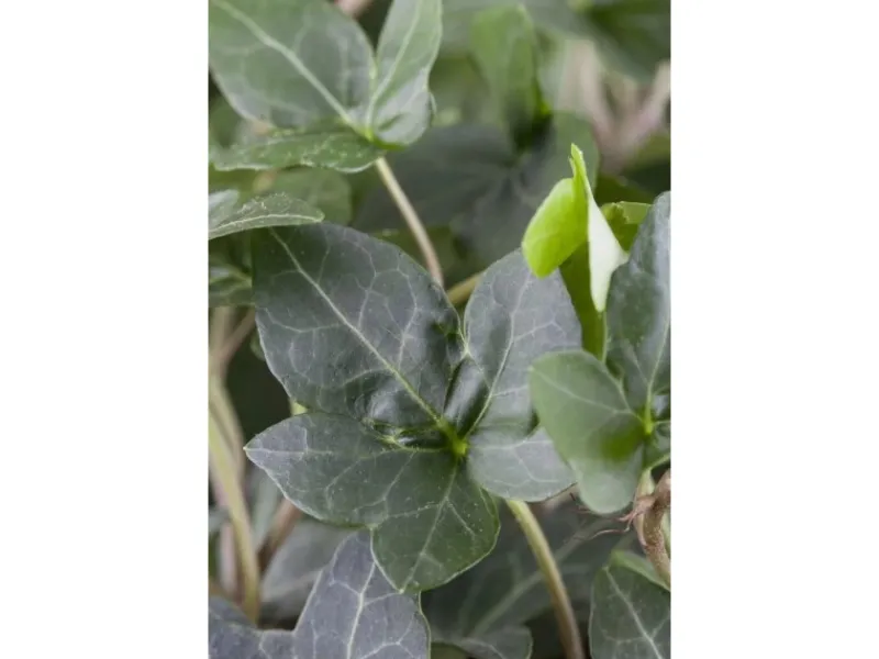 Töpfe<Hedera Helix Plattensee Efeu Immergrün Ca. 9x9 cm Topf