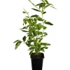 New Heidelbeere "Elisabeth" Höhe ca. 20 - 30 cm Topf ca. 2 l Vaccinium corymbosum