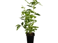 New Heidelbeere "Elisabeth" Höhe ca. 20 - 30 cm Topf ca. 2 l Vaccinium corymbosum