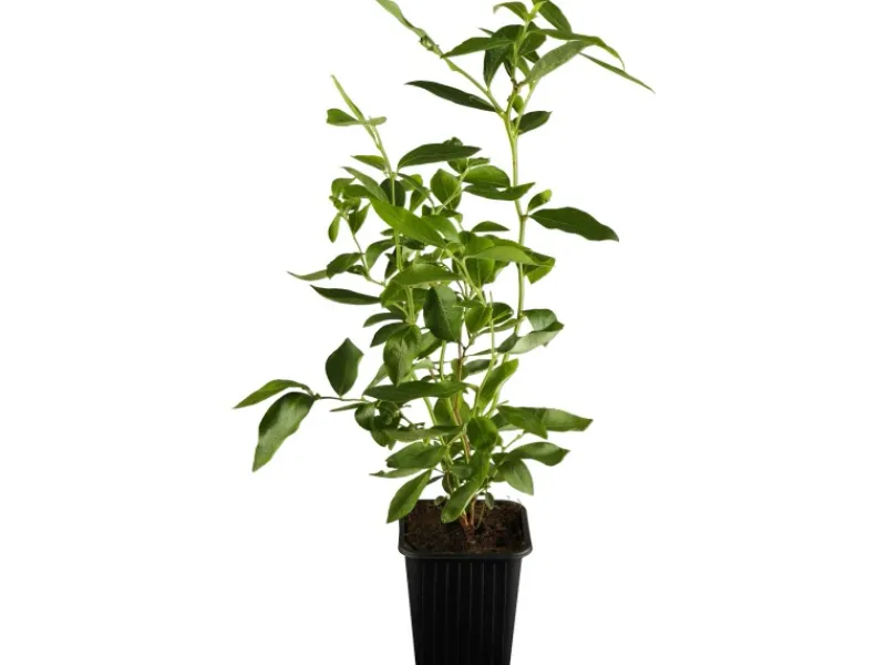 New Heidelbeere "Elisabeth" Höhe ca. 20 - 30 cm Topf ca. 2 l Vaccinium corymbosum