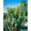 Helianthus Tuberosus Topinambur Ca. 11x11 cm Topf< Töpfe