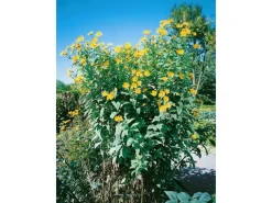 Helianthus Tuberosus Topinambur Ca. 11x11 cm Topf< Töpfe