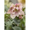 Discount Helleborus Orientalis Lenzrose Ca. 11x11 cm Topf
