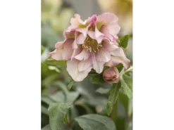 Discount Helleborus Orientalis Lenzrose Ca. 11x11 cm Topf